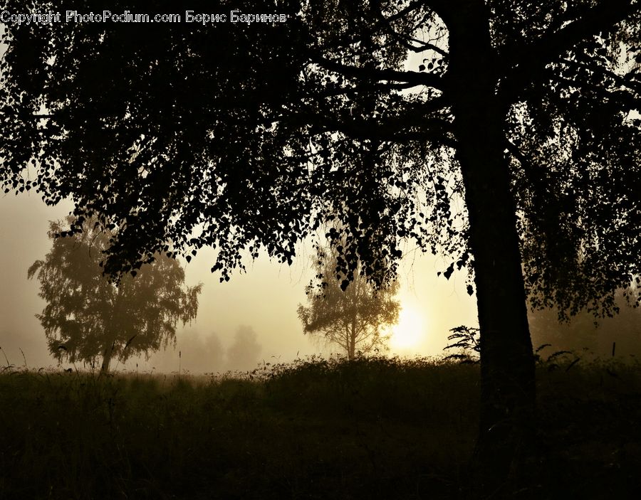 Plant, Tree, Silhouette, Conifer, Fir, Dawn, Dusk