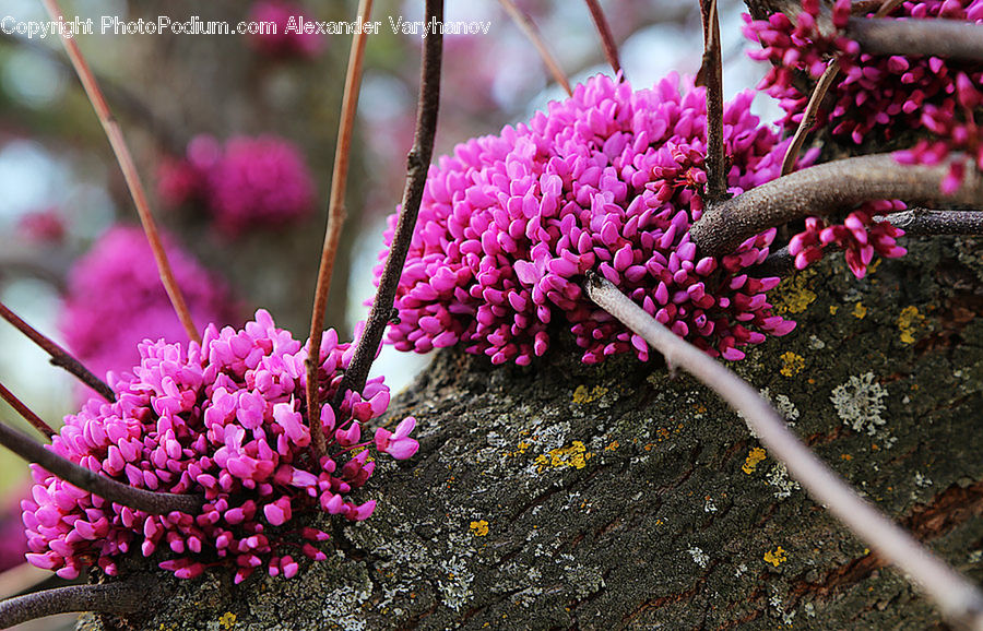 Blossom, Flora, Flower, Plant, Bush, Vegetation, Dirt Road