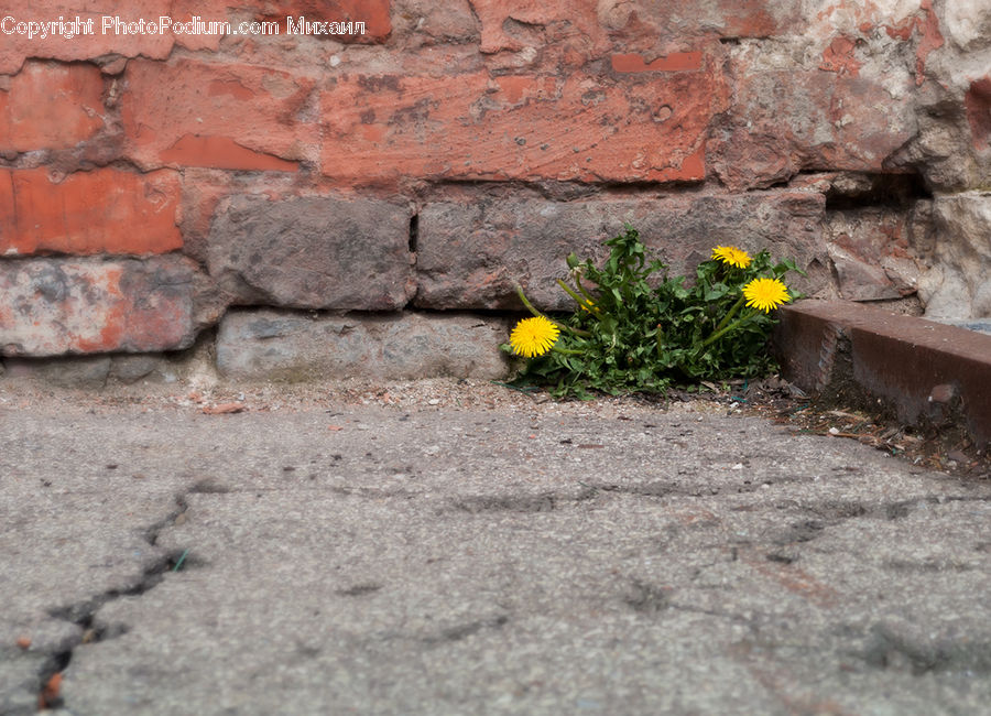 Flora, Flower, Plant, Treasure Flower, Blossom, Sunflower, Asteraceae
