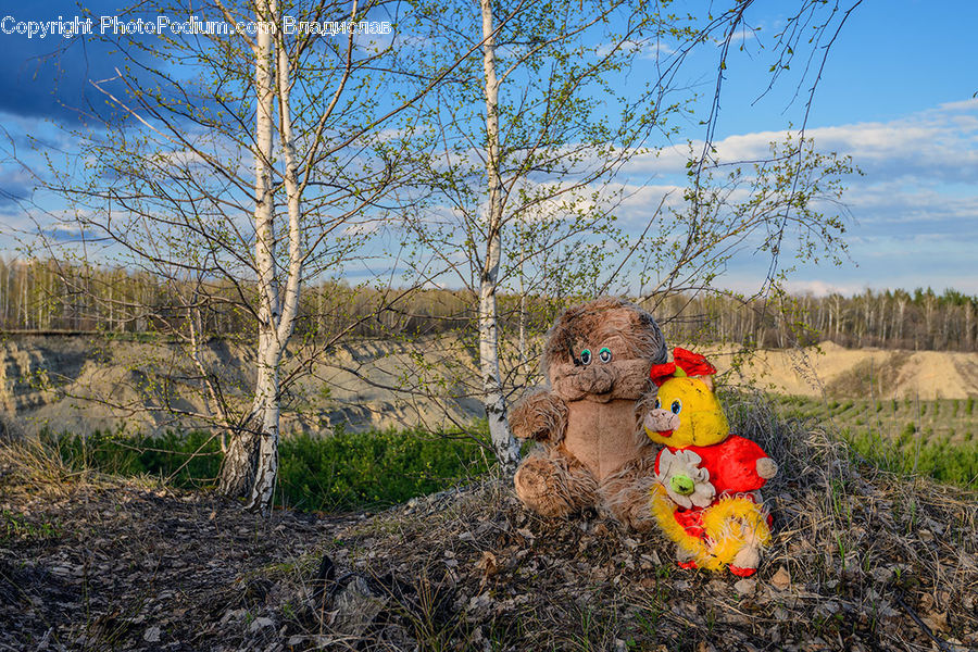 Teddy Bear, Toy, Soil, Blossom, Flora, Flower, Plant