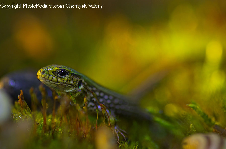 Moss, Plant, Cricket Insect, Grasshopper, Insect, Invertebrate, Amphibian