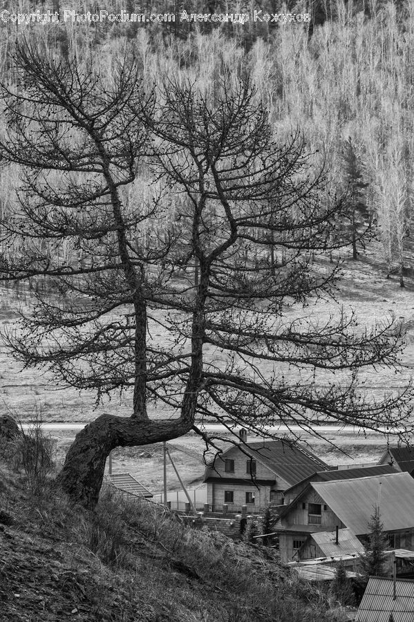 Building, Cottage, Housing, Plant, Tree, Oak, Wood