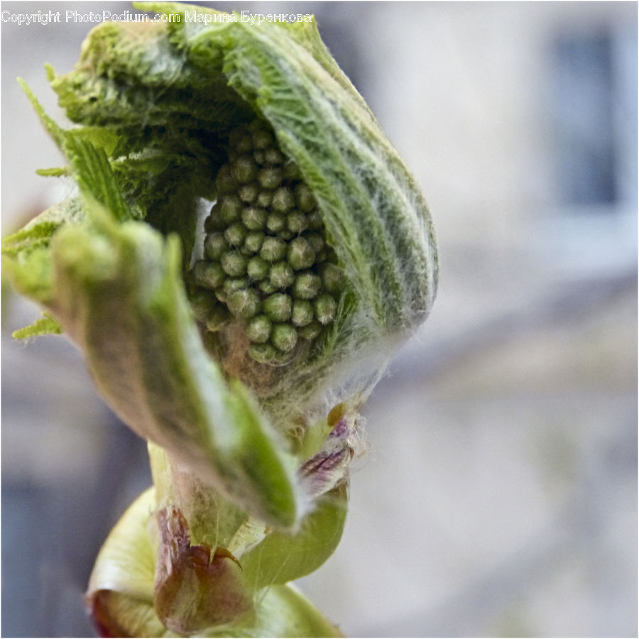 Produce, Vegetable, Blossom, Flora, Flower, Plant