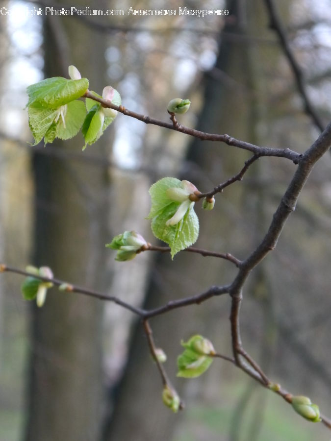 Bud, Plant, Blossom, Flora, Flower, Vine, Bee Eater