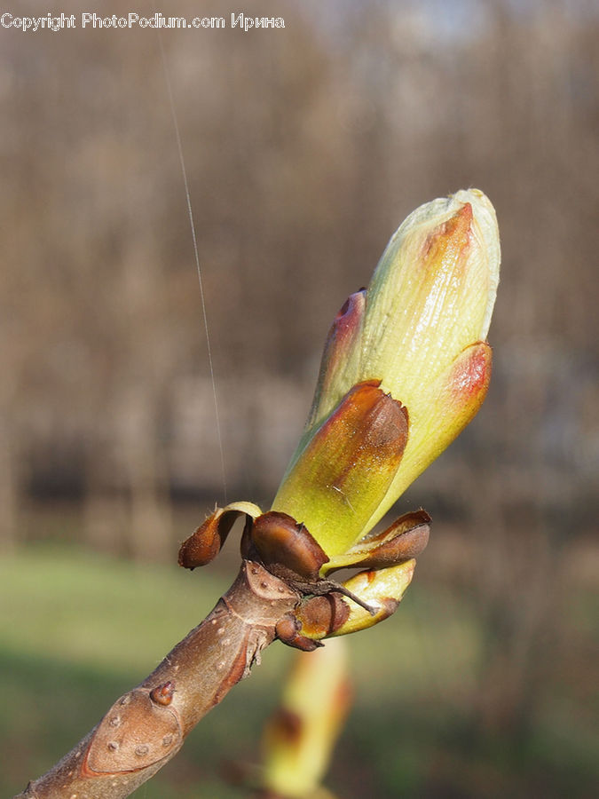 Bud, Plant, Amphibian, Wildlife, Anisoptera, Dragonfly, Insect