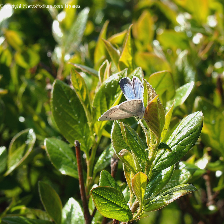 Blossom, Flora, Flower, Plant, Butterfly, Insect, Invertebrate