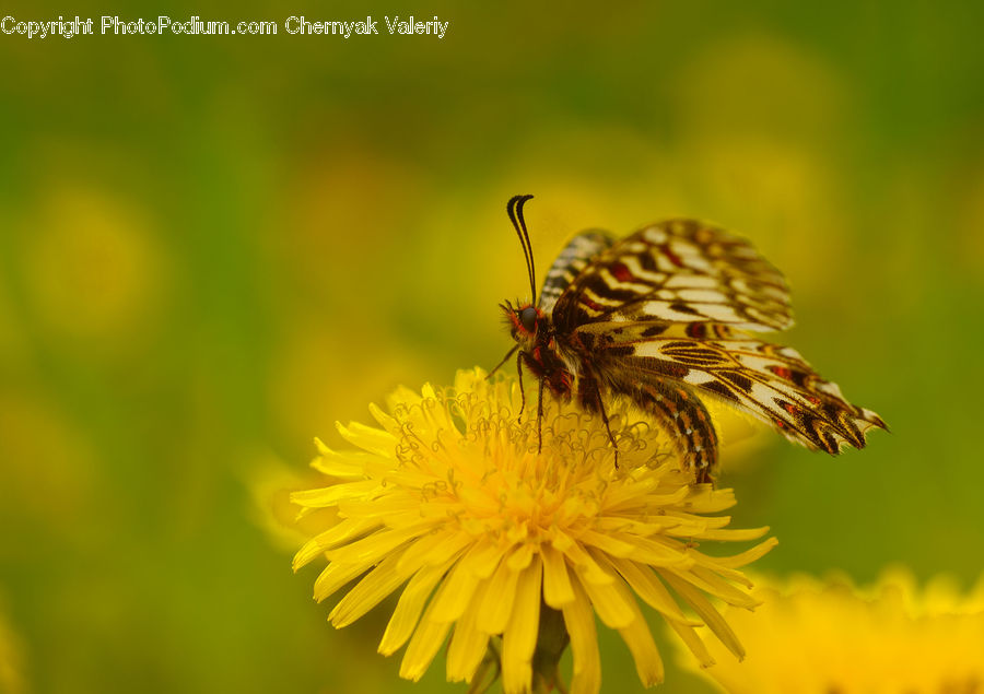 Butterfly, Insect, Invertebrate, Dandelion, Flower, Plant, Bee