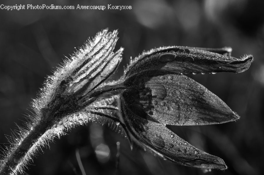 Fern, Plant, Blossom, Flora, Flower, Anther, Petal