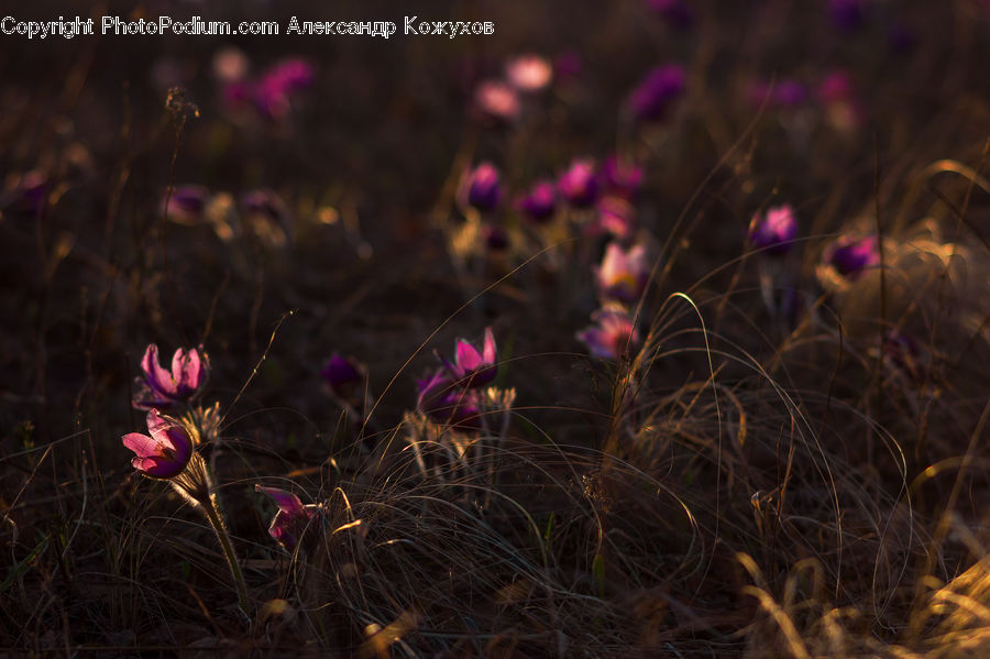 Field, Grass, Grassland, Plant, Blossom, Flora, Flower