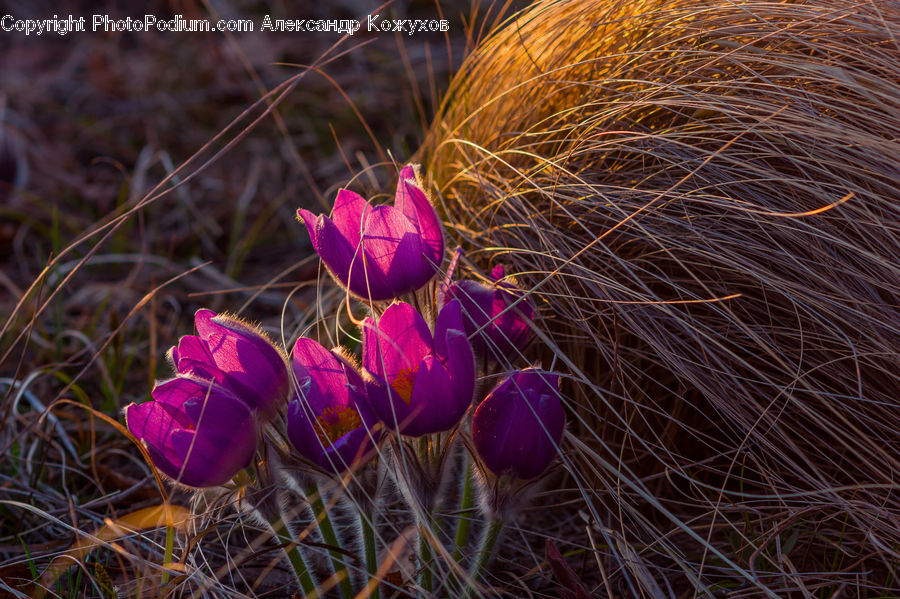 Blossom, Crocus, Flora, Flower, Plant, Weed, Vegetation