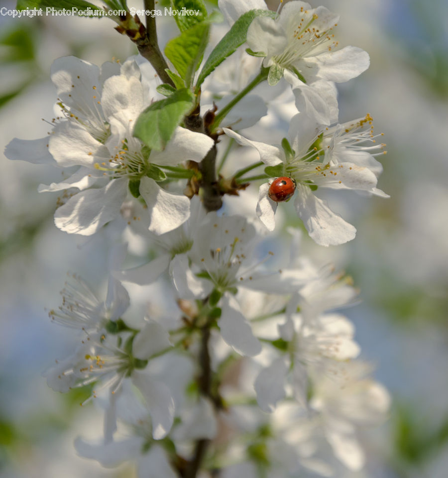 Blossom, Flora, Flower, Plant, Cherry Blossom