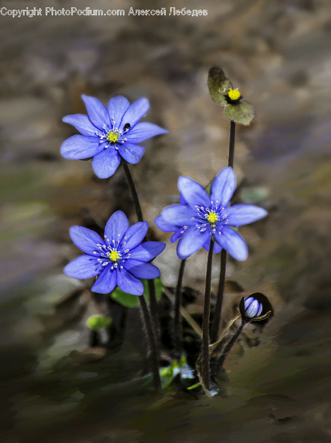 Fiber, Flax, Flora, Flower, Plant, Blossom, Daffodil
