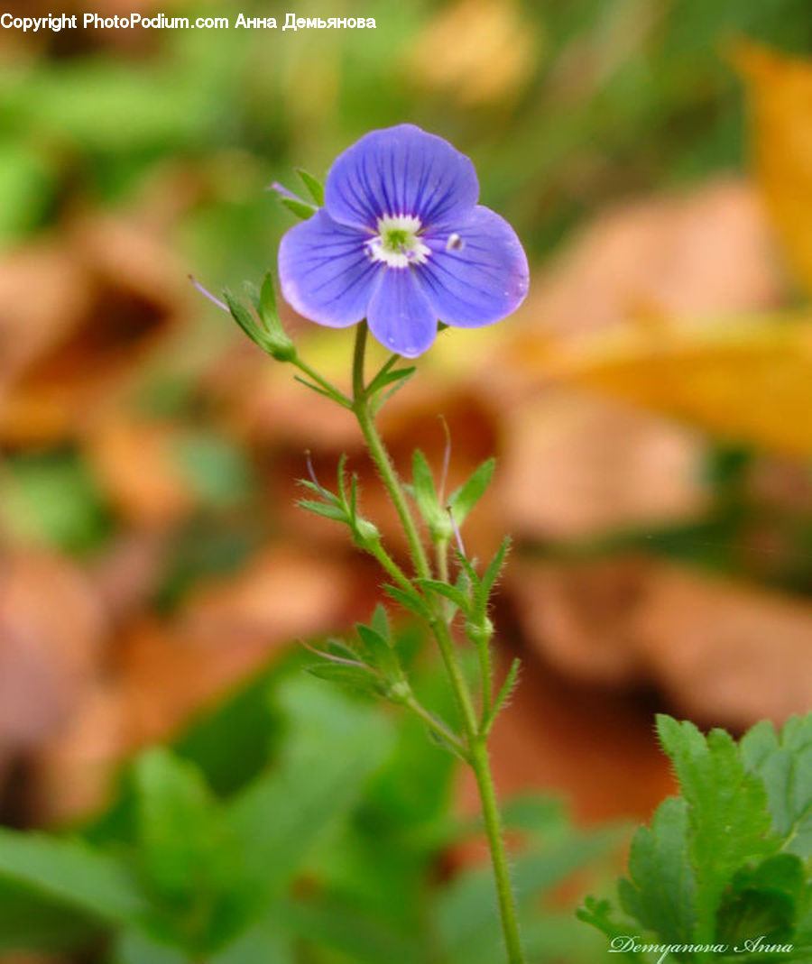 Blossom, Flora, Flower, Geranium, Plant, Fern, Violet