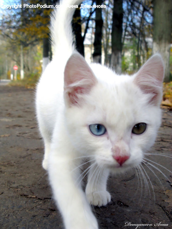 Animal, Cat, Pet, Siamese, Kitten, Mammal, Plant