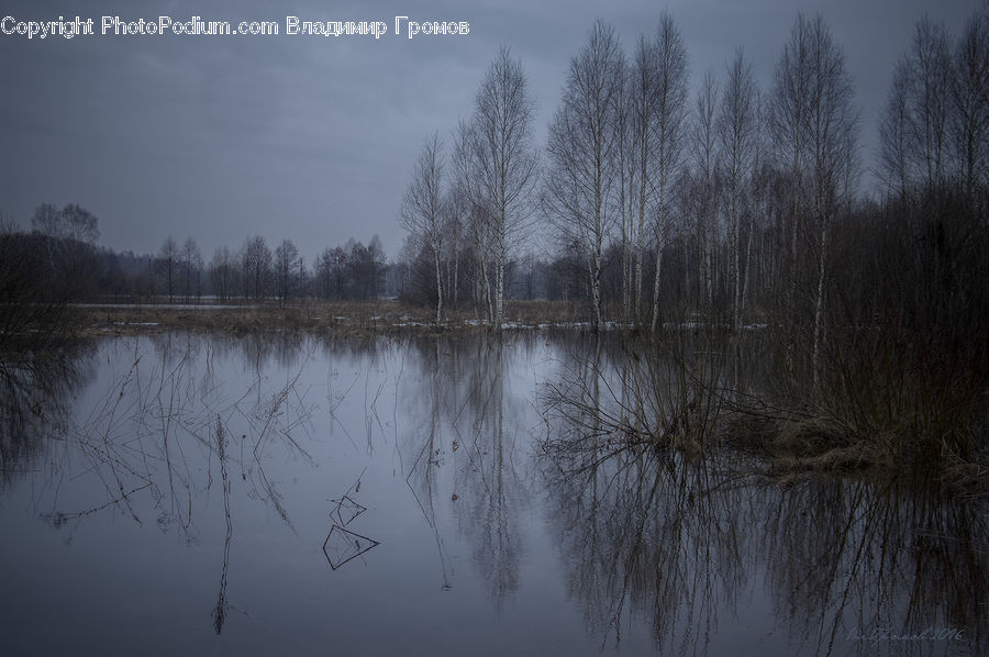 Land, Marsh, Outdoors, Swamp, Water, Pond, Grass