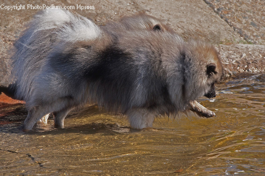 Animal, Boar, Hog, Mammal, Pig