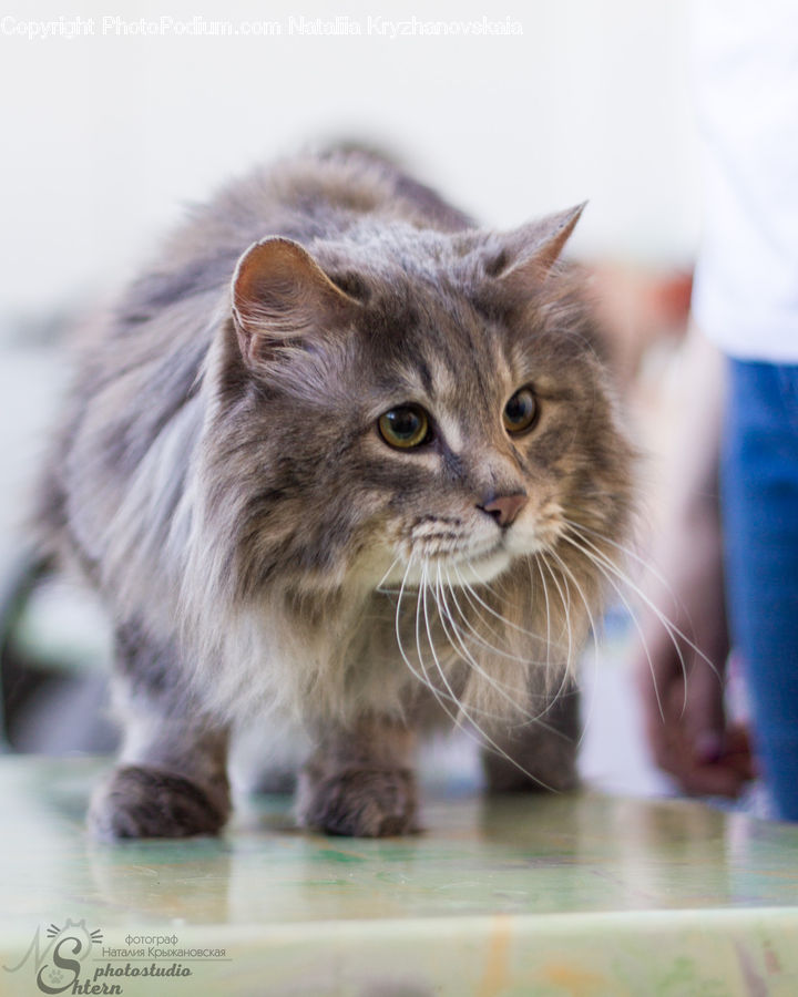 Animal, Cat, Kitten, Mammal, Pet, Manx