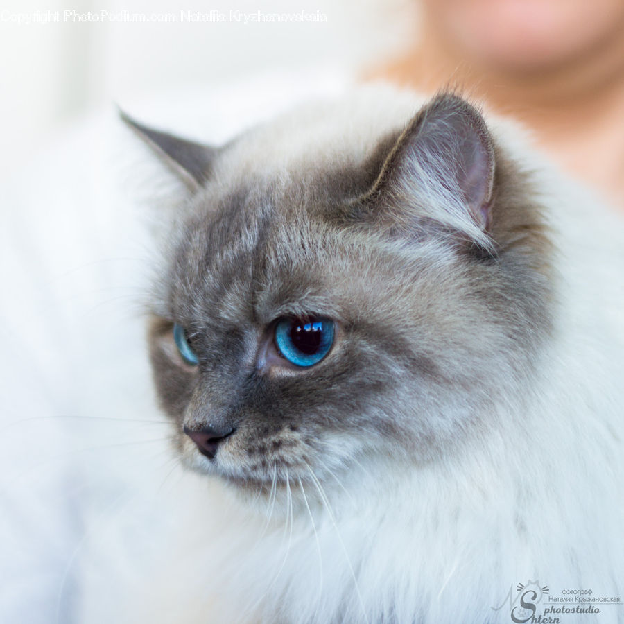 Animal, Cat, Pet, Siamese, Kitten, Mammal