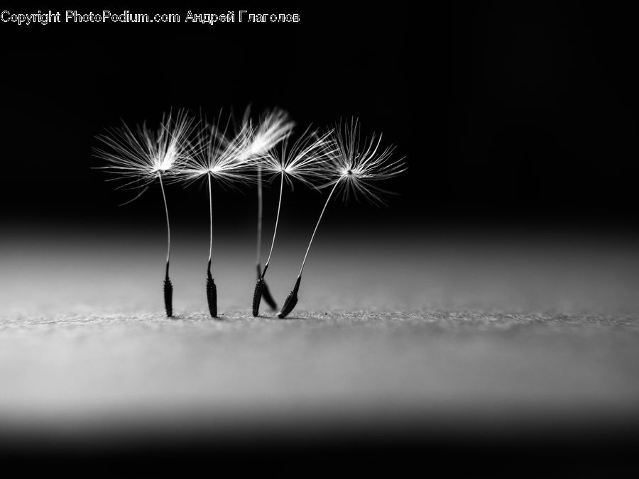 Fireworks, Night, Dandelion, Flower, Plant, Weed