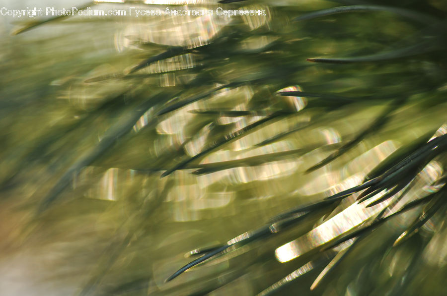 Field, Grass, Grassland, Plant, Conifer, Fir, Tree