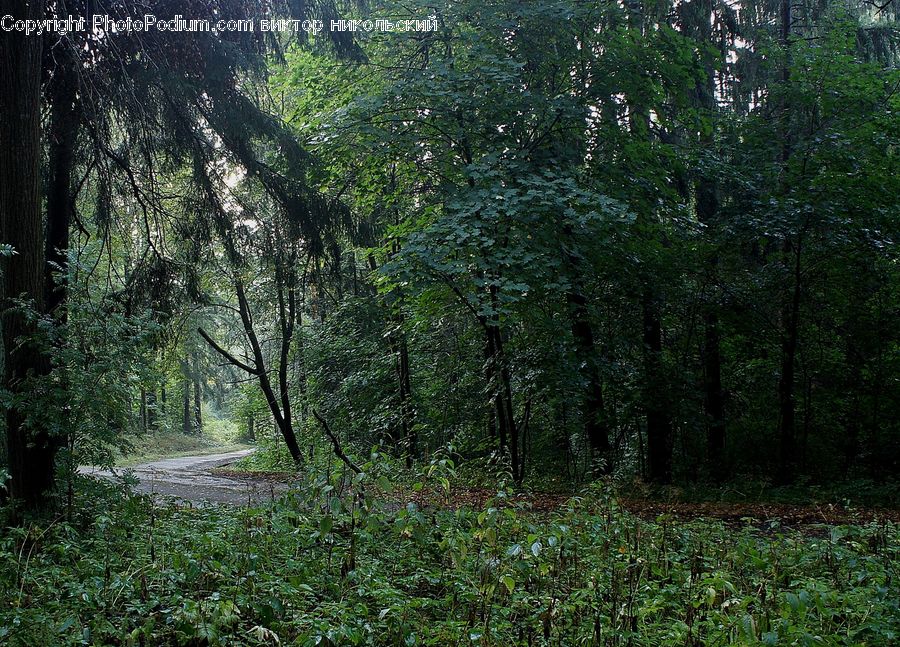 Dirt Road, Gravel, Road, Forest, Vegetation, Jungle, Rainforest