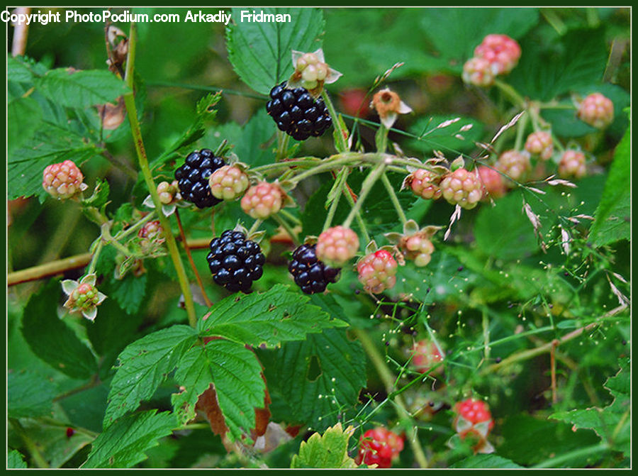 Fruit, Raspberry, Blossom, Flora, Flower, Plant, Insect