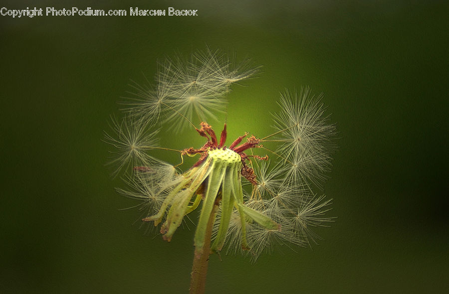 Dandelion, Flower, Plant, Grain, Seed, Blossom, Flora