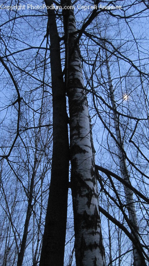 Birch, Tree, Wood, Plant, Forest, Vegetation, Oak