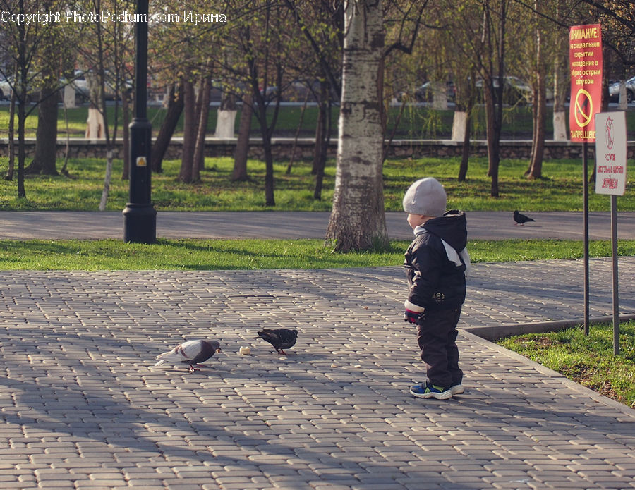 Human, People, Person, Bench, Forest, Grove, Land