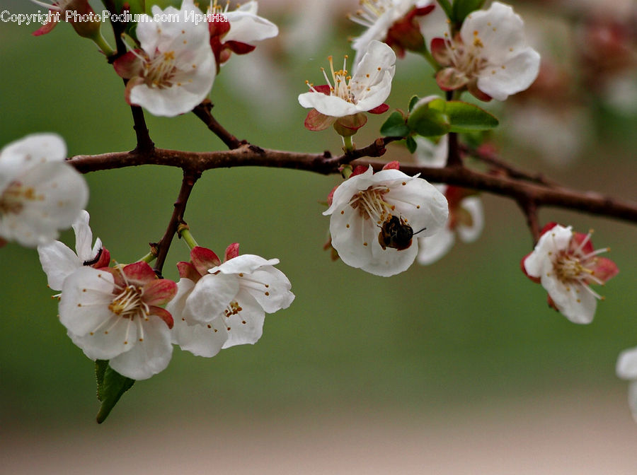 Blossom, Flora, Flower, Plant, Pollen, Cherry Blossom, Petal