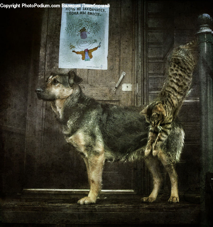 Abyssinian, Animal, Cat, Mammal, Pet, Manx