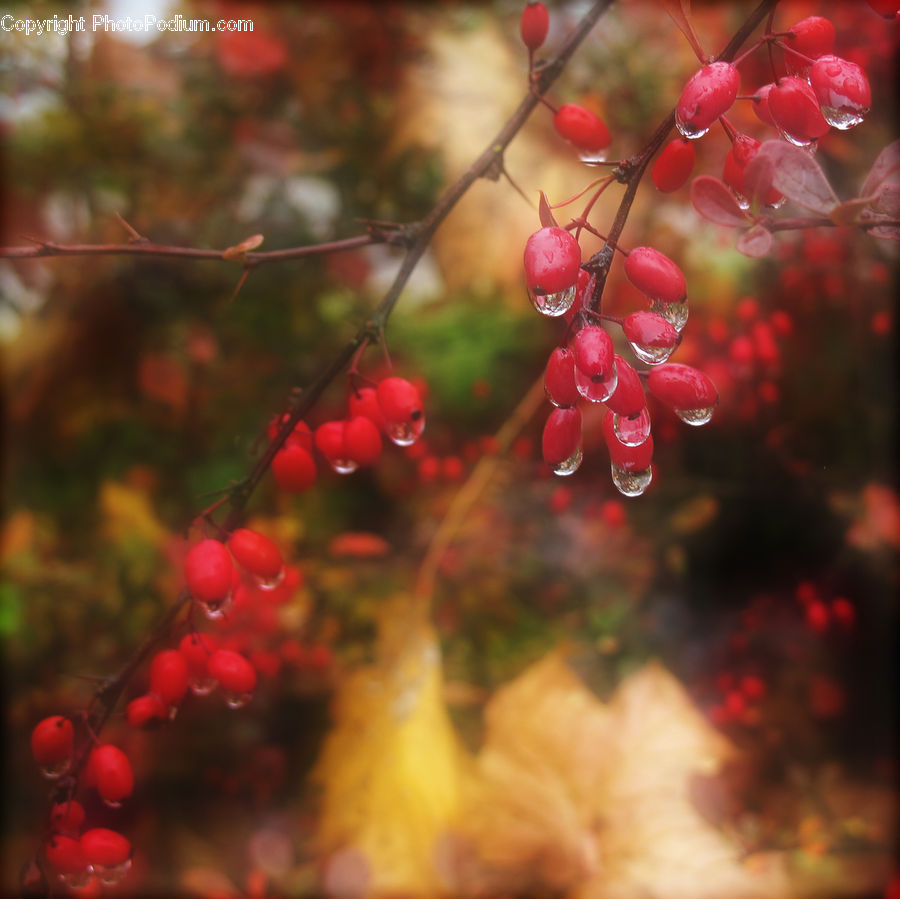 People, Person, Human, Fruit, Grapes, Cherry, Flora
