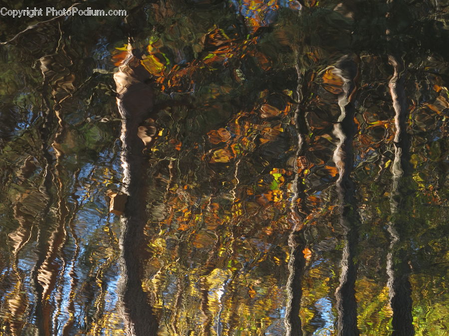 Birch, Tree, Wood, Outdoors, Ripple, Water, Art