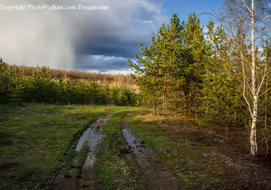 Dirt Road, Gravel, Road, Path, Trail, Walkway, Land