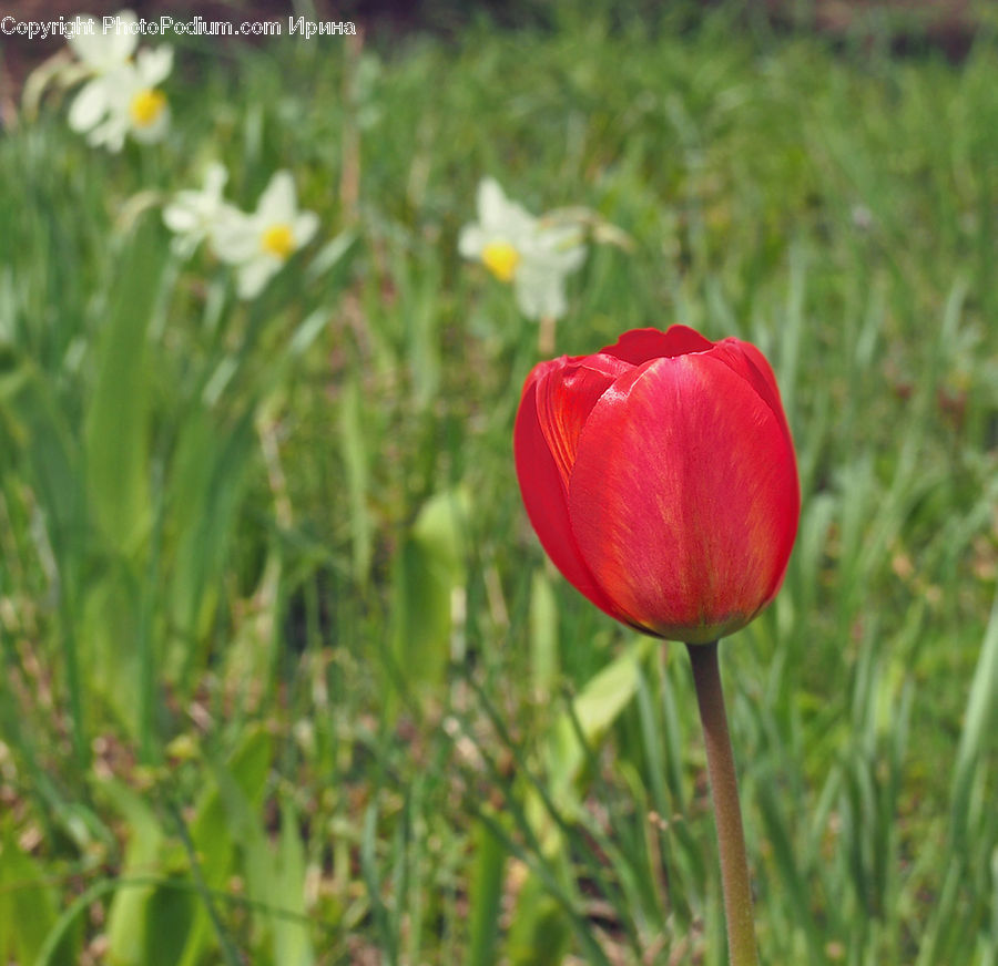 Blossom, Flora, Flower, Plant, Tulip, Crocus, Field