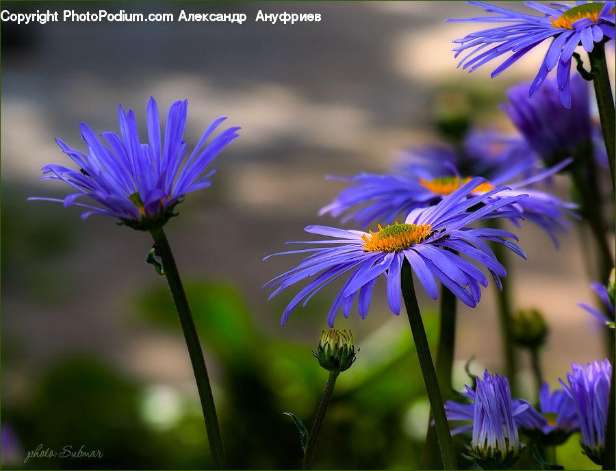 Aster, Blossom, Flower, Plant, Flora, Asteraceae, Daisies