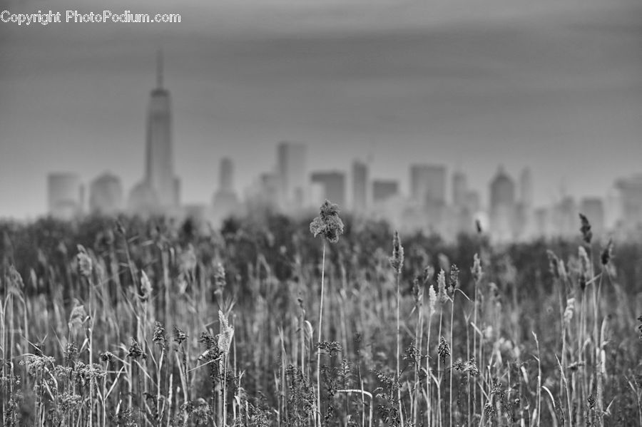 Grass, Plant, Reed, Field, Grassland, Grain, Wheat