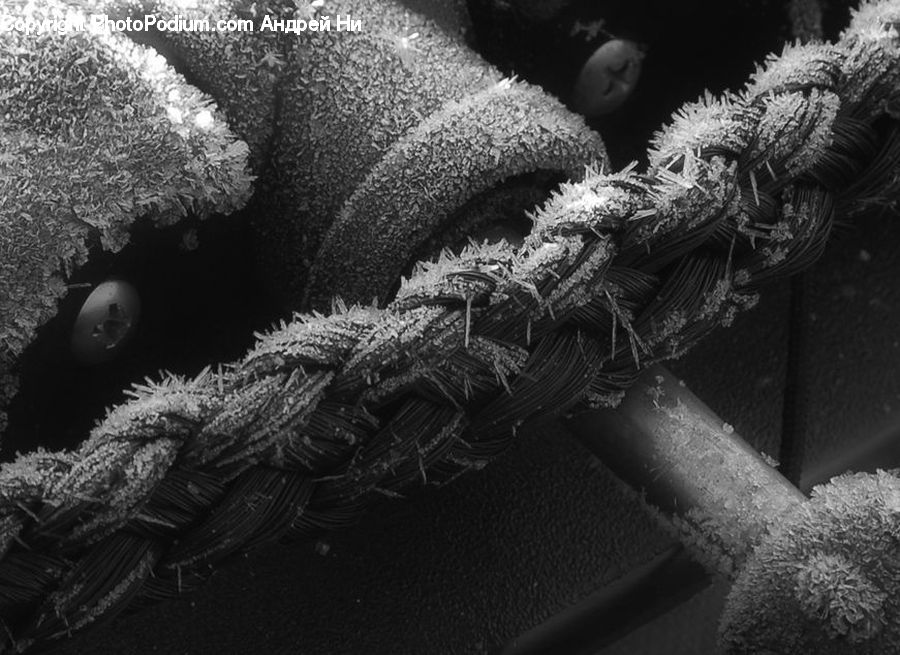 Frost, Ice, Outdoors, Snow, Fern, Plant, Conifer