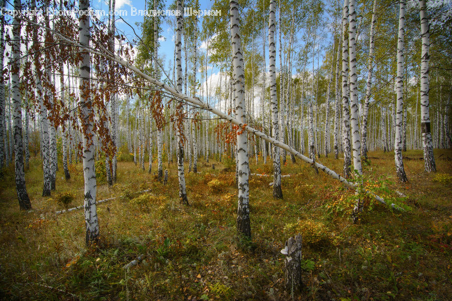 Birch, Tree, Wood