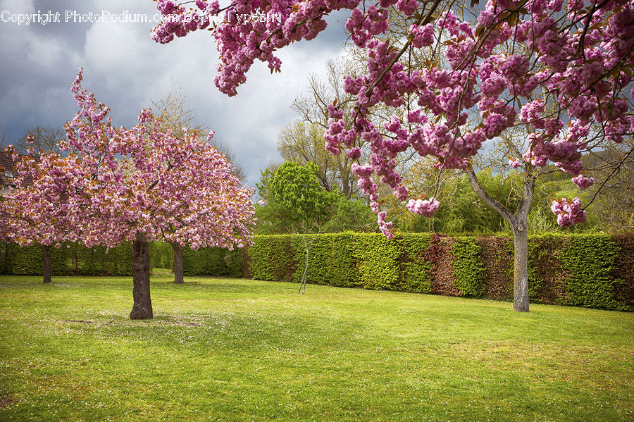 Blossom, Cherry Blossom, Flower, Flora, Plant, Bush, Vegetation