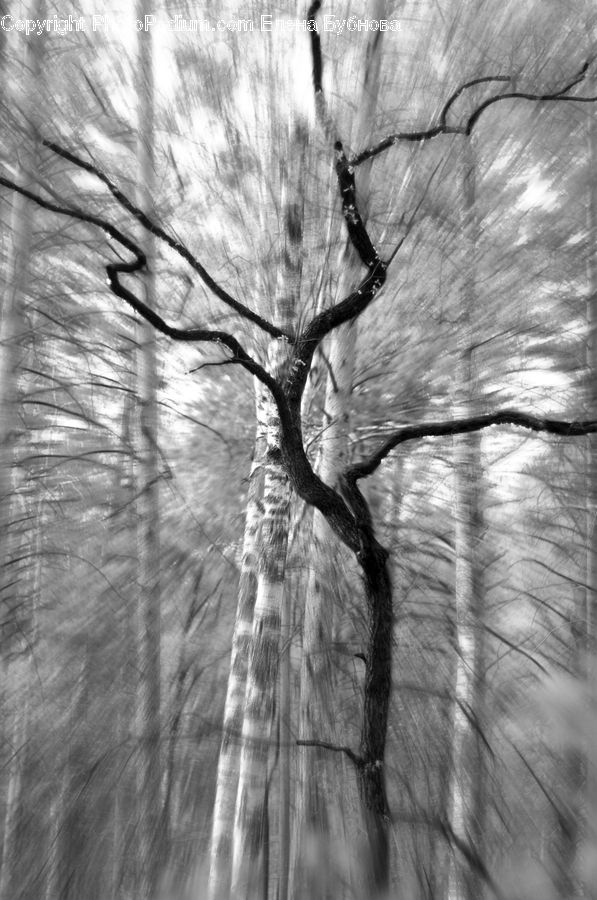 Plant, Tree, Oak, Wood, Birch, Willow, Forest