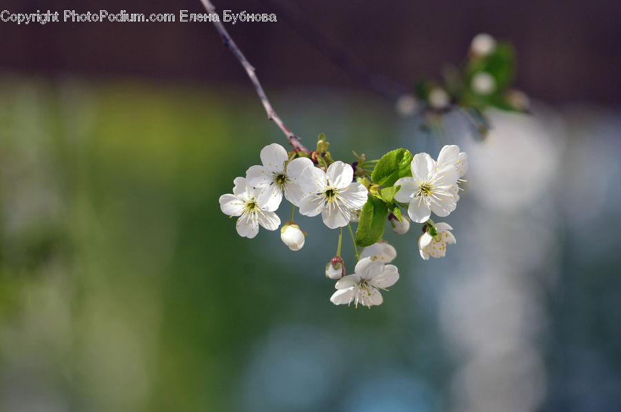 Blossom, Flora, Flower, Plant, Cherry Blossom
