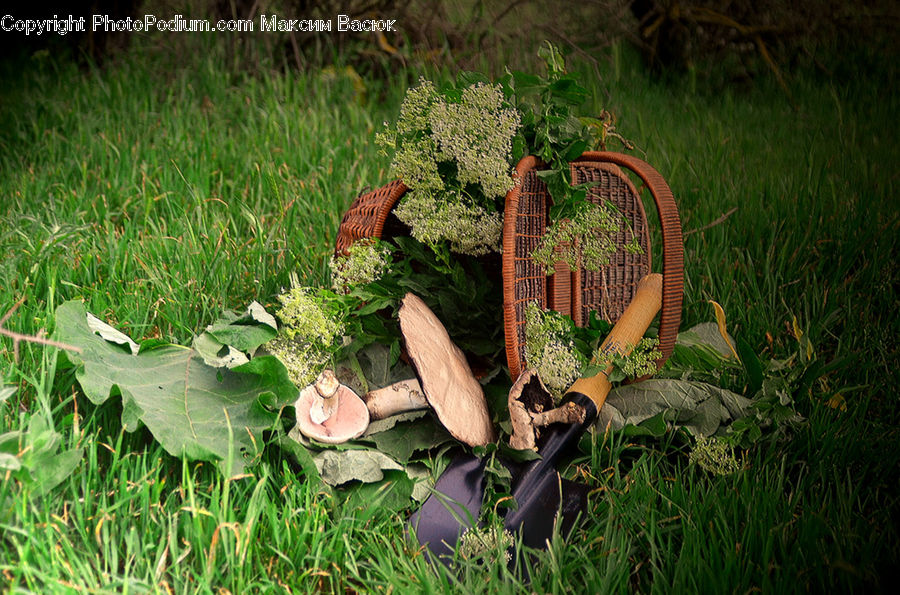 Pot, Pottery, Ivy, Plant, Vine, Agaric, Amanita