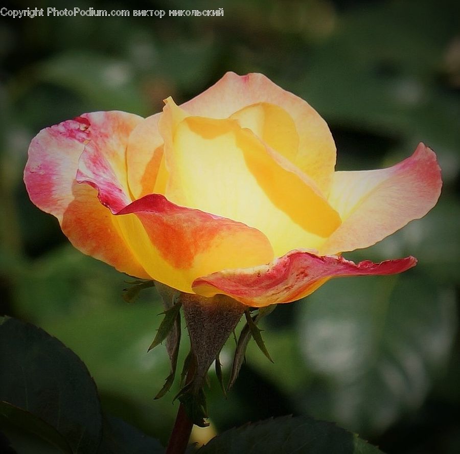Flora, Flower, Gladiolus, Plant, Blossom, Rose, Crocus