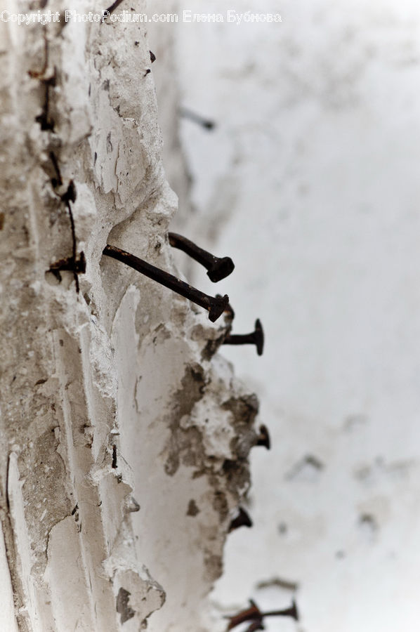 Birch, Tree, Wood