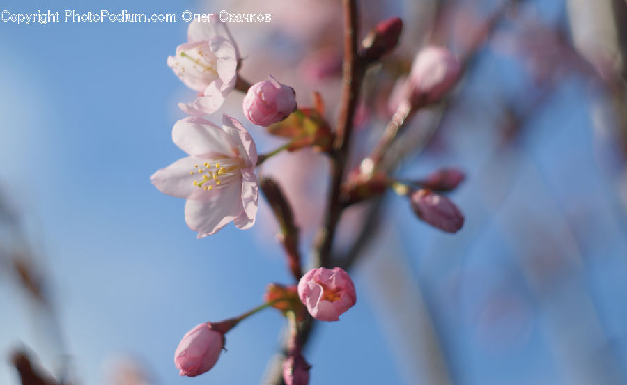Blossom, Cherry Blossom, Flower, Flora, Plant, Petal, Rose
