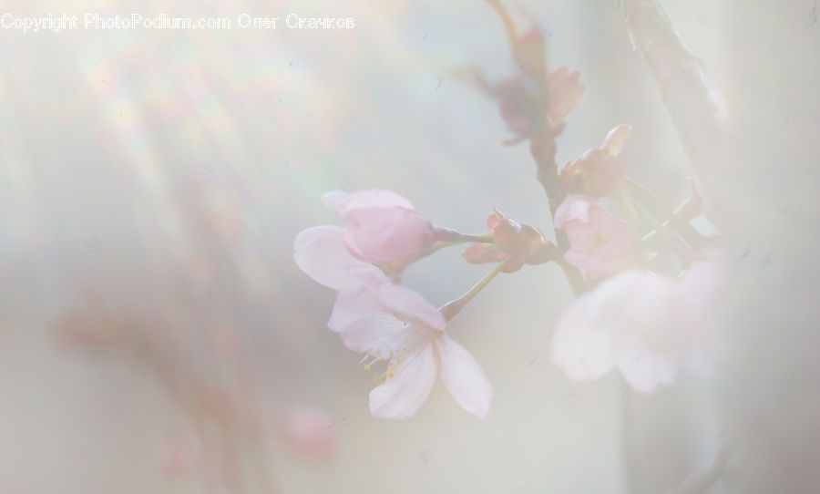 Blossom, Cherry Blossom, Flower, Flora, Plant, Lilac