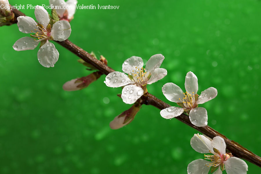 Blossom, Flora, Flower, Plant, Cherry Blossom, Geranium, Petal