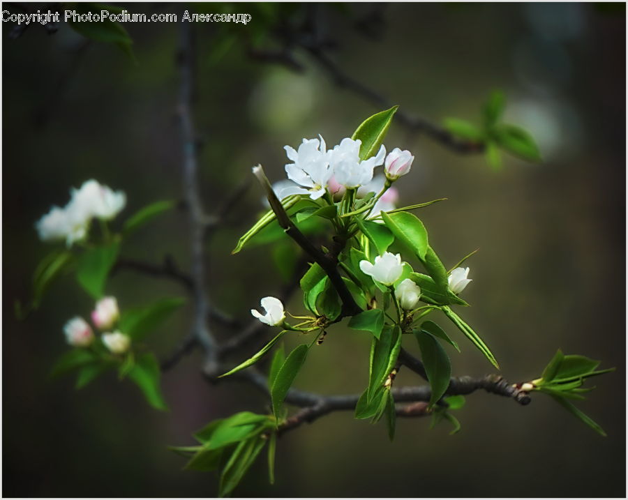 Blossom, Flora, Flower, Plant, Aster, Cherry Blossom, Geranium