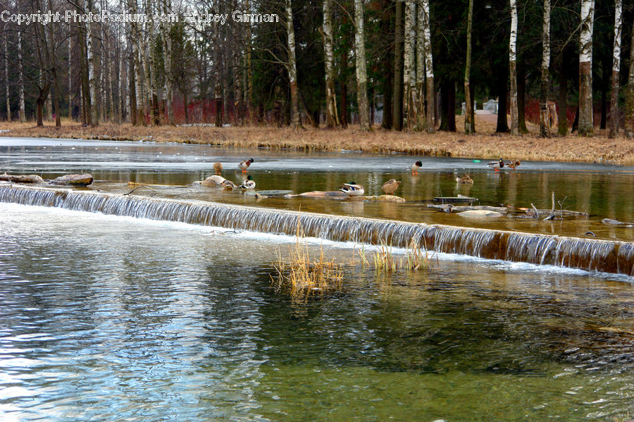 Outdoors, Pond, Water, Fountain, River, Forest, Vegetation
